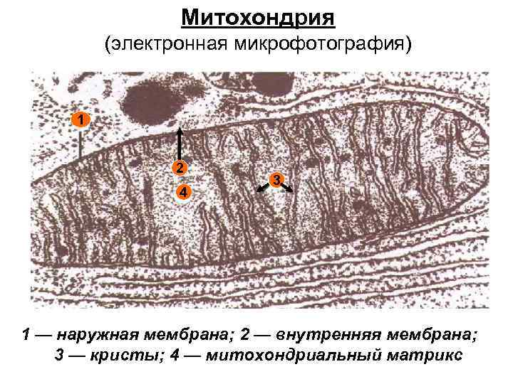 Какова функция органоида электронная микрофотография которого представлена на рисунке