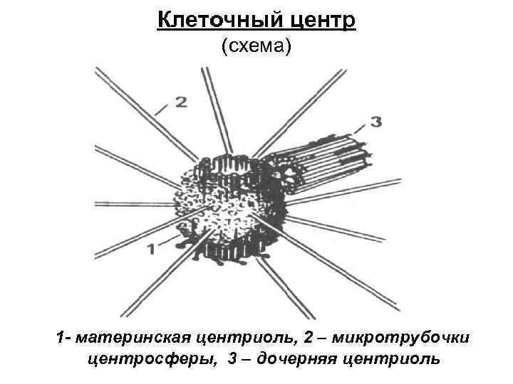 Клеточный центр в каких клетках. Клеточный центр строение и функции схема. Строение клетки клеточный центр.