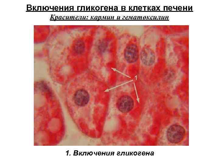 Включения гликогена в клетках печени Красители: кармин и гематоксилин 1. Включения гликогена 