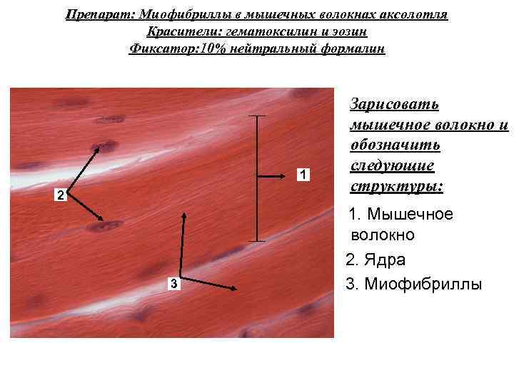 Препарат: Миофибриллы в мышечных волокнах аксолотля Красители: гематоксилин и эозин Фиксатор: 10% нейтральный формалин