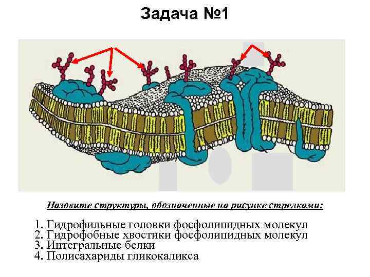 Гликокаликс растительных клеток