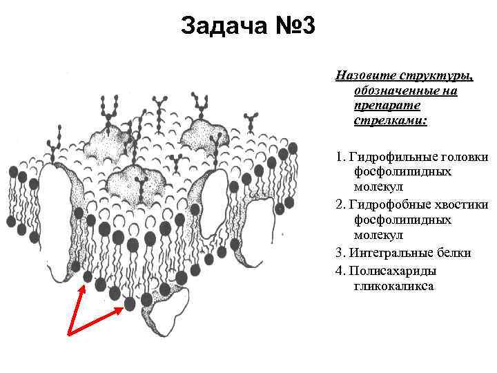 Как называются структуры изображенные на рисунке