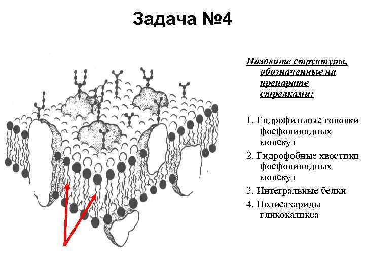 На рисунке изображена цитоплазматическая мембрана эукариотической клетки какая структура обозначена