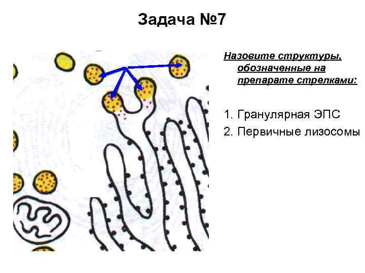 Первичная лизосома рисунок