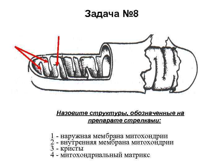 Задача № 8 Назовите структуры, обозначенные на препарате стрелками: 1 - наружная мембрана митохондрии