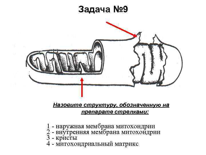 Задача № 9 Назовите структуру, обозначенную на препарате стрелками: 1 - наружная мембрана митохондрии