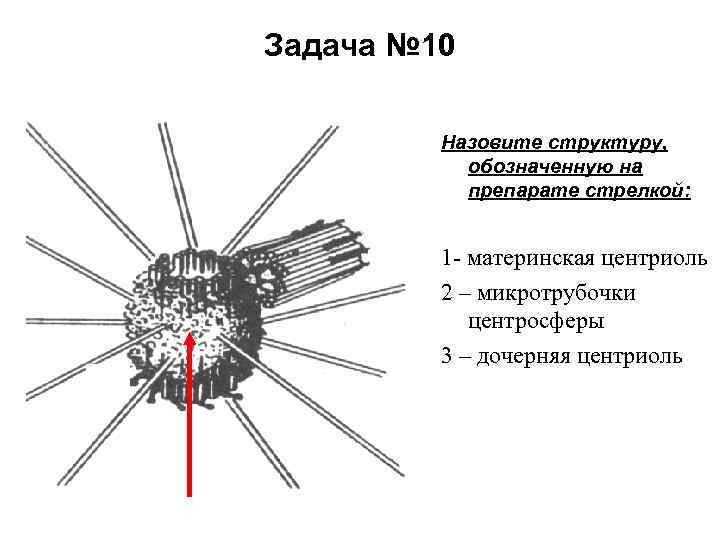 Какой цифрой на рисунке обозначена структура регулирующая количество света