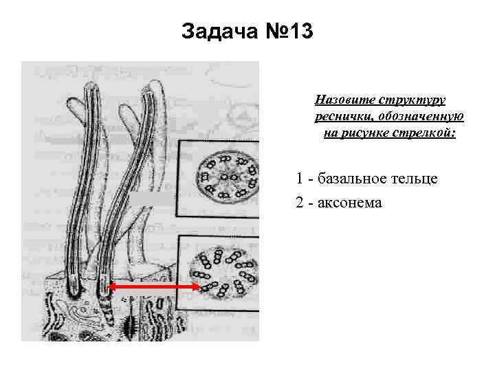 Что обозначено на рисунке стрелкой