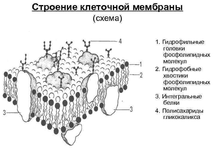 Общий план строения плазмолеммы