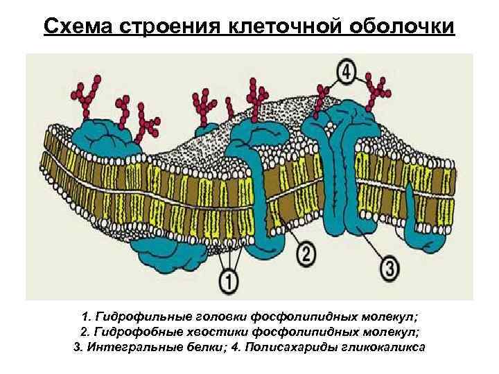 Гликокаликс животной клетки