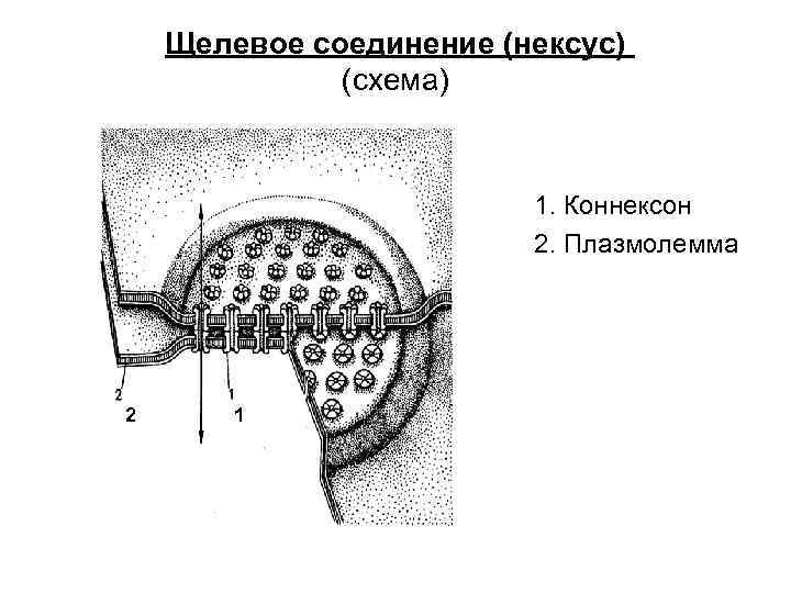 Щелевое соединение (нексус) (схема) 1. Коннексон 2. Плазмолемма 2 1 