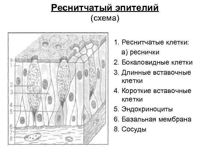 Размеры клеток эпителия. Бокаловидные клетки эпителия. Клетки многорядного реснитчатого эпителия. Реснитчатый эпителий строение. Строение эпителиальной клетки схема.