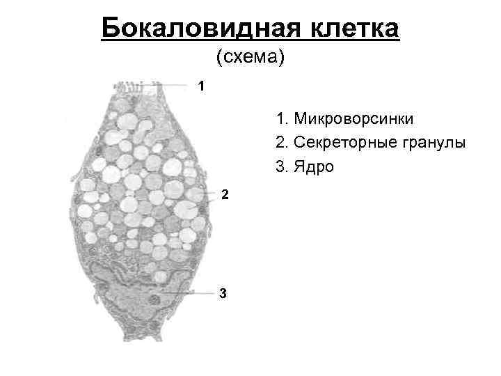 Бокаловидные клетки это