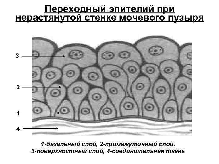 Промежуточные клетки плоского эпителия что это