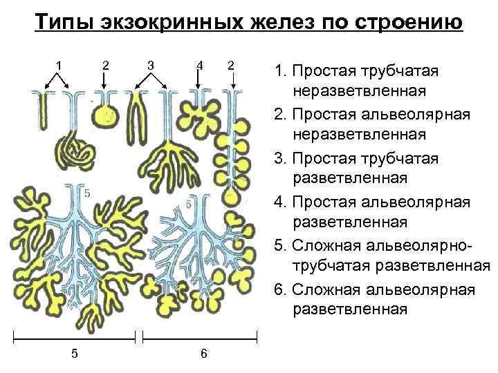 Экзокринные железы это