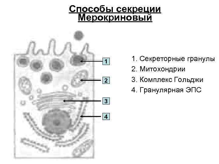 Способы секреции Мерокриновый 1 2 3 4 1. Секреторные гранулы 2. Митохондрии 3. Комплекс