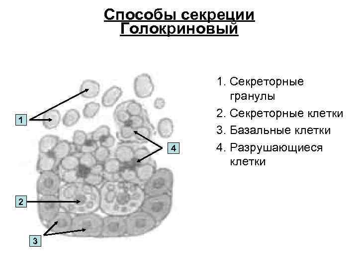 Способы секреции Голокриновый 1 4 2 3 1. Секреторные гранулы 2. Секреторные клетки 3.