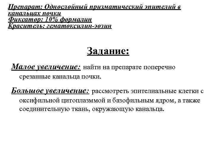 Препарат: Однослойный призматический эпителий в канальцах почки Фиксатор: 10% формалин Краситель: гематоксилин-эозин Задание: Малое