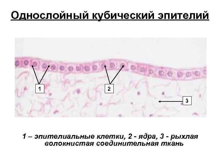 Однослойный кубический эпителий 1 2 3 1 – эпителиальные клетки, 2 - ядра, 3