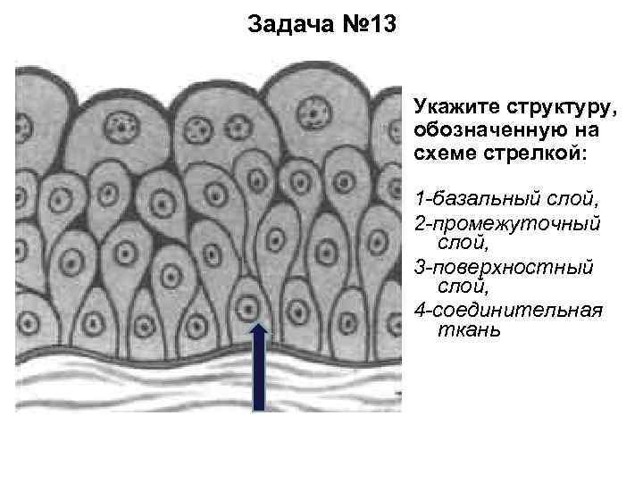 Задача № 13 Укажите структуру, обозначенную на схеме стрелкой: 1 -базальный слой, 2 -промежуточный
