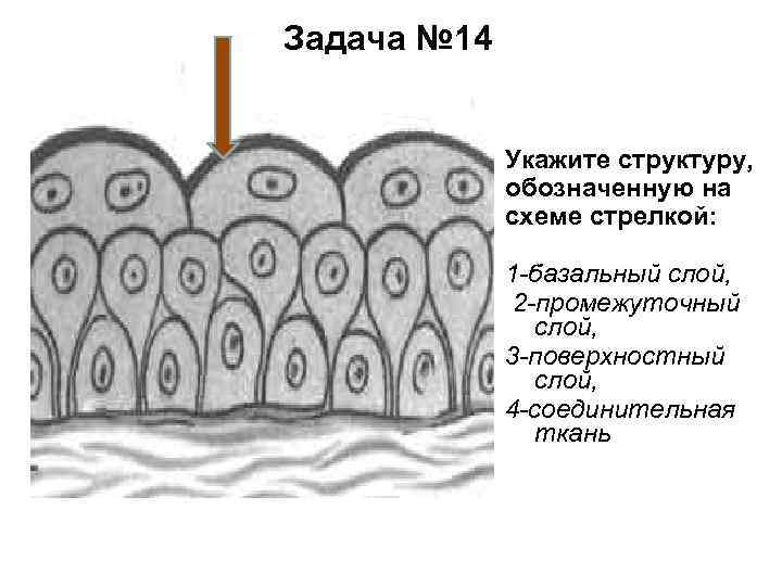 Задача № 14 Укажите структуру, обозначенную на схеме стрелкой: 1 -базальный слой, 2 -промежуточный