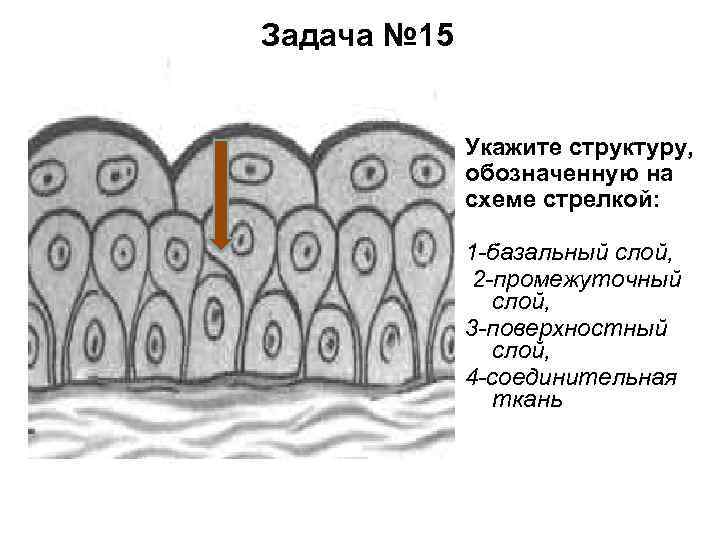 Задача № 15 Укажите структуру, обозначенную на схеме стрелкой: 1 -базальный слой, 2 -промежуточный