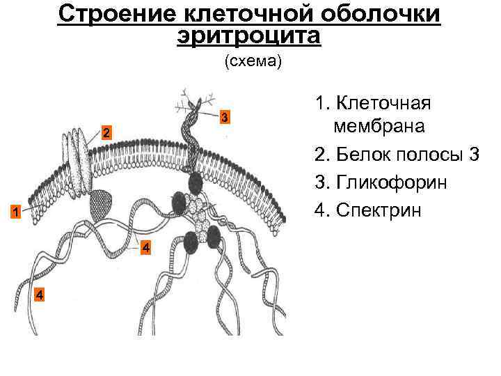 Строение клеточной оболочки эритроцита (схема) 3 2 1 4 4 1. Клеточная мембрана 2.