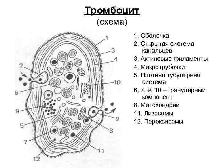 Тромбоцит (схема) 1. Оболочка 2. Открытая система канальцев 3. Актиновые филаменты 4. Микротрубочки 5.