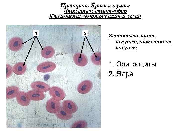 Препарат: Кровь лягушки Фиксатор: спирт-эфир Красители: гематоксилин и эозин 1 2 Зарисовать кровь лягушки,