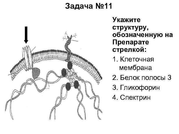 Каким номером на рисунке обозначена структура из которой в дальнейшем образуется нервная система