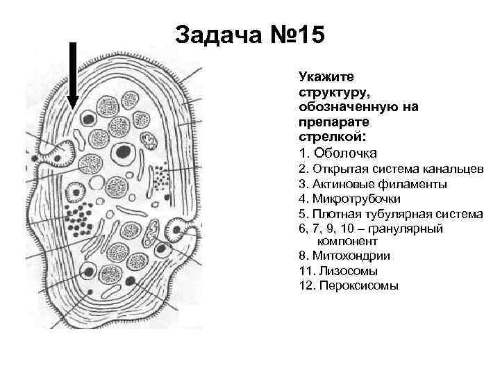 Задача № 15 Укажите структуру, обозначенную на препарате стрелкой: 1. Оболочка 2. Открытая система
