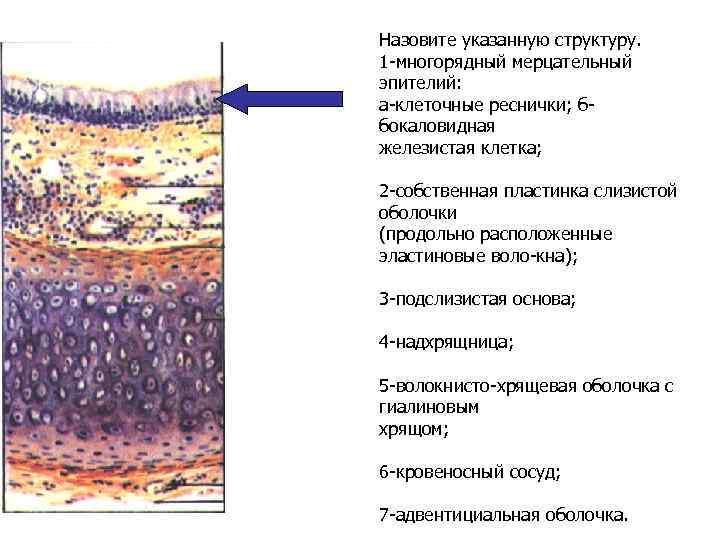 Назовите указанную структуру. 1 -многорядный мерцательный эпителий: а-клеточные реснички; ббокаловидная железистая клетка; 2 -собственная