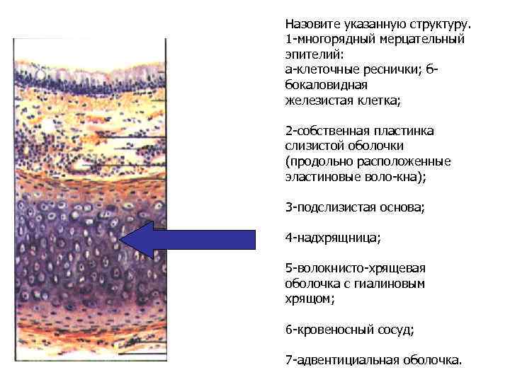 Назовите указанную структуру. 1 -многорядный мерцательный эпителий: а-клеточные реснички; ббокаловидная железистая клетка; 2 -собственная