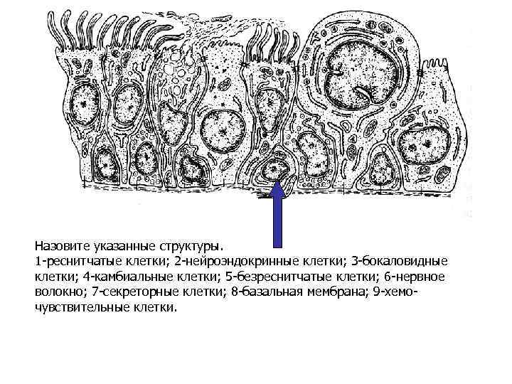 Назовите указанные структуры. 1 -реснитчатые клетки; 2 -нейроэндокринные клетки; 3 -бокаловидные клетки; 4 -камбиальные