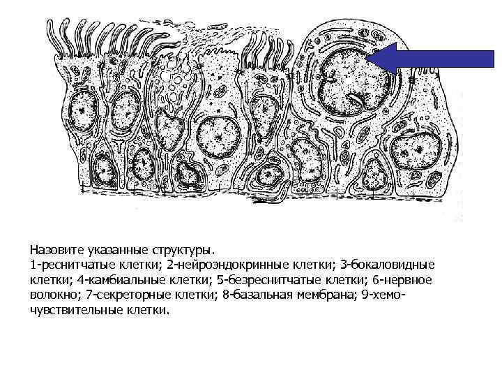 Назовите указанные структуры. 1 -реснитчатые клетки; 2 -нейроэндокринные клетки; 3 -бокаловидные клетки; 4 -камбиальные