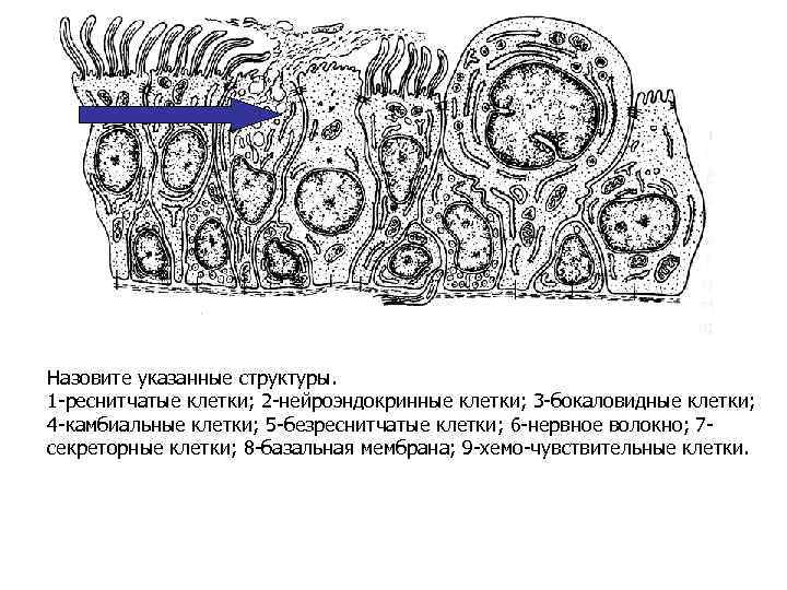 Назовите указанные структуры. 1 -реснитчатые клетки; 2 -нейроэндокринные клетки; 3 -бокаловидные клетки; 4 -камбиальные