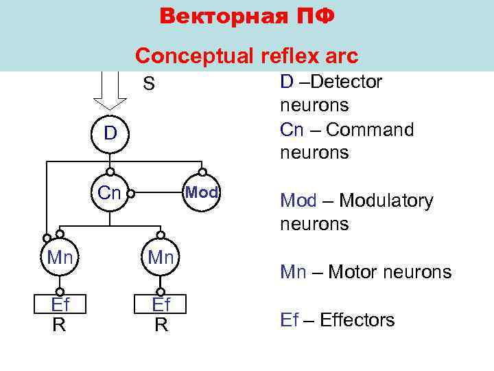 Векторная ПФ Conceptual reflex arc D –Detector neurons Cn – Command neurons S D