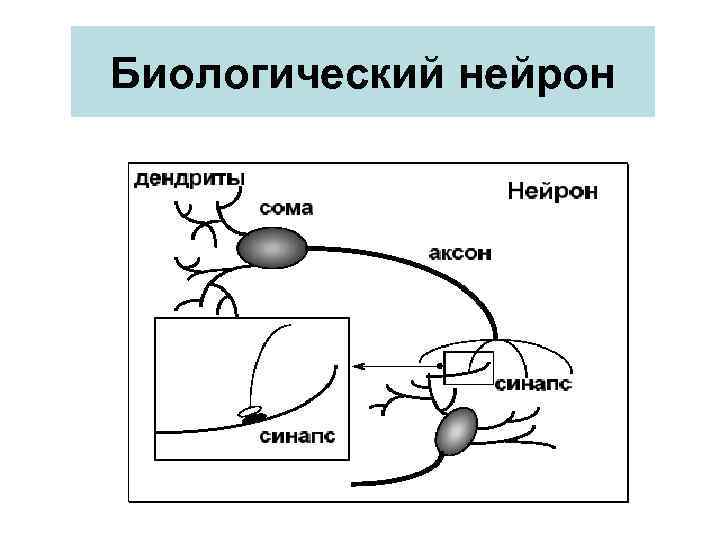 Биологический нейрон 