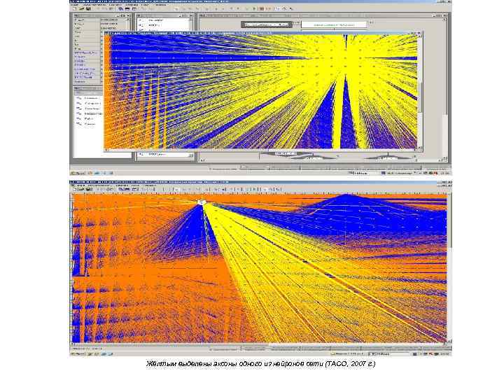 Жёлтым выделены аксоны одного из нейронов сети (ТАСО, 2007 г. ) 