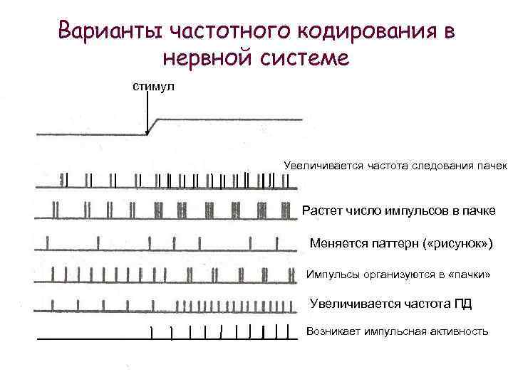 Стрижек и их кодирование