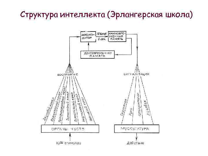 Структура интеллекта