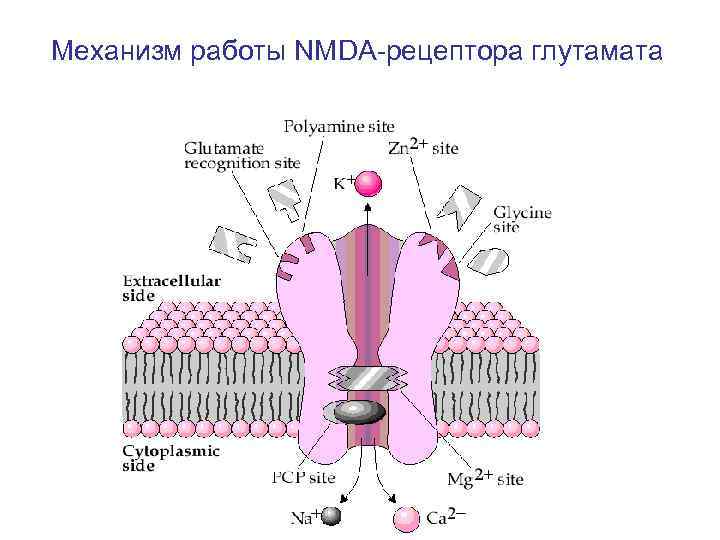Механизм работы NMDA-рецептора глутамата 