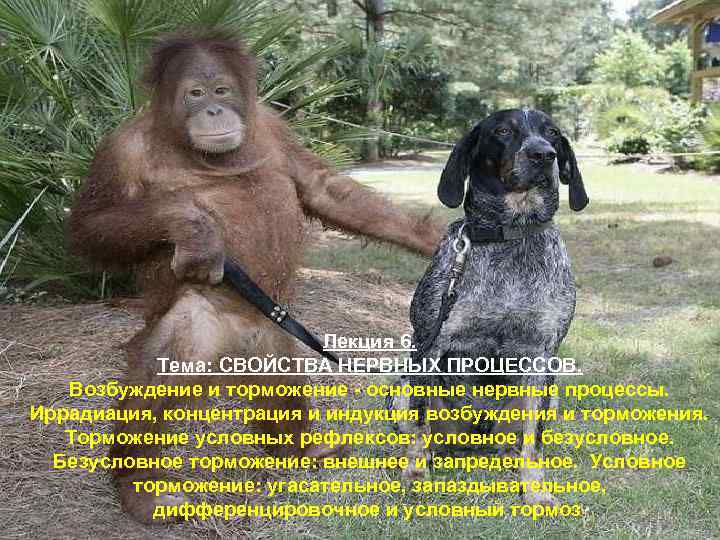 Лекция 6. Тема: СВОЙСТВА НЕРВНЫХ ПРОЦЕССОВ. Возбуждение и торможение - основные нервные процессы. Иррадиация,