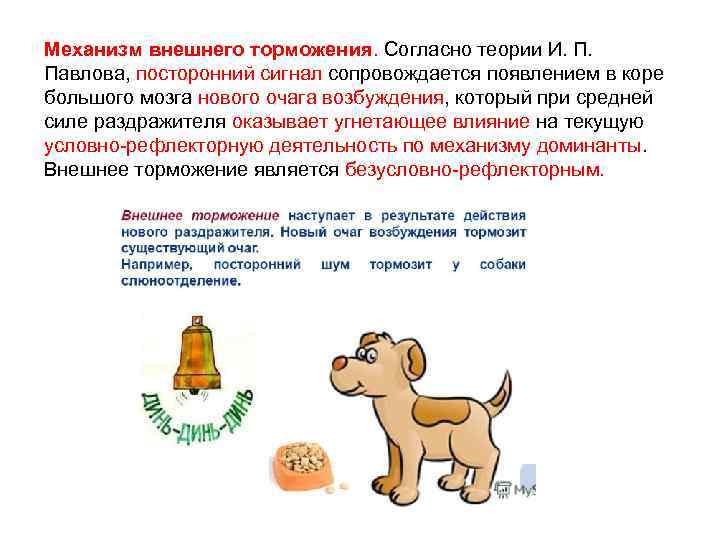 Механизм внешнего торможения. Согласно теории И. П. Павлова, посторонний сигнал сопровождается появлением в коре