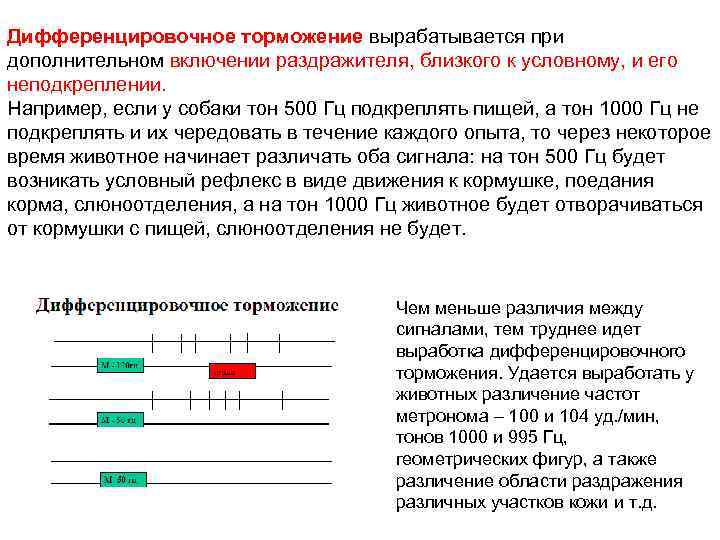 Угасательное торможение это. Дифференцированное торможение. Дифференцированное торможение примеры. Выработка дифференцировочного торможения. Пример дифференцированного торможения у человека.