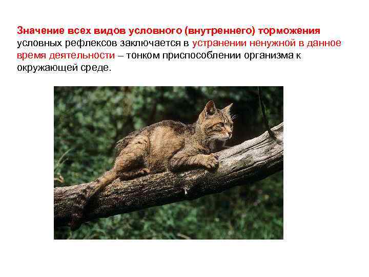 Значение всех видов условного (внутреннего) торможения условных рефлексов заключается в устранении ненужной в данное