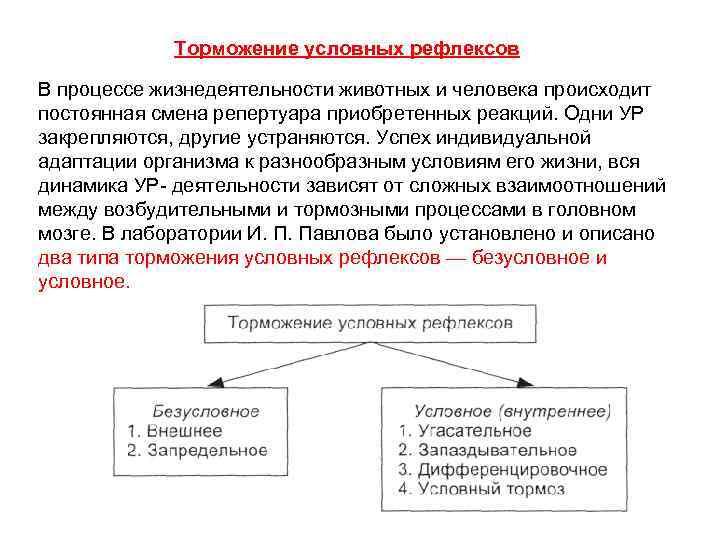 Значение условных рефлексов