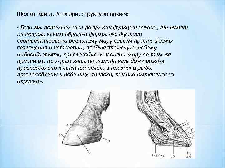 Шел от Канта. Априорн. структуры позн-я: «Если мы понимаем наш разум как функцию органа,