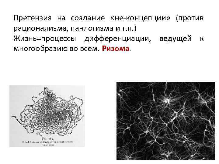 Претензия на создание «не-концепции» (против рационализма, панлогизма и т. п. ) Жизнь=процессы дифференциации, ведущей