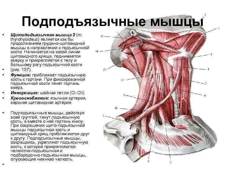 Подъязычная мышца. Подподъязычные мышцы шеи. Лопаточно-подъязычная мышца (m. omohyoideus). Подъязычная кость анатомия и мышцы шеи. Грудино-подъязычная мышца m. sternohyoideus.